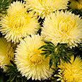 Цветок Астра Леди Корал Жёлтая (0,1 гр.)