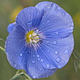 Цветок Лён Пилигрим (нежно-голубой) 0,1 гр.