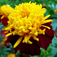 Цветок Бархатцы Жёлтая головка (махровые, отклоненные) 0,4 гр.