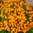 Цветок Бархатцы тонколистные Оранжевый самоцвет (0,1 гр.)