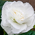 Цветок Бегония клубневая крупноцветковая Белая (5 шт.)