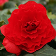 Цветок Бегония клубневая крупноцветковая Красная (5 шт.)