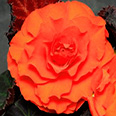 Цветок Бегония клубневая крупноцветковая Оранжевая (5 шт.)