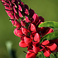 Цветок Люпин Месье Виктор (красный) 0,2 гр.