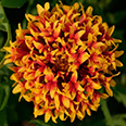 Цветок Гайлардия Красивая Лоллипап двухцветная (0,1 гр.)