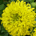 Цветок Гайлардия Красивая Лоллипап золотая (0,1 гр.)