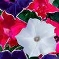 Цветок Ипомея Нил Кайкио-заки (0,3 гр.)