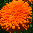 Цветок Календула махровая Кэндимен Оранж (0,3 гр.)