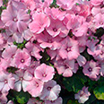 Цветок Лаватера Красотка розовая (0,3 гр.)