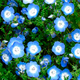 Цветок Немофила менциса Голубая (0,09 гр.)