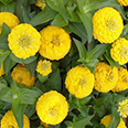 Цветок Цинния низкорослая Фея Жёлтая (0,1 гр.)