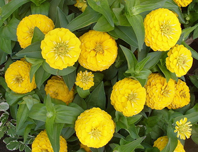 Цветок Цинния низкорослая Фея Жёлтая (0,1 гр.)