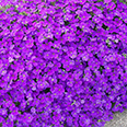 Цветок Аубреция Фиолетовая (0,1 гр.)
