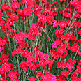 Цветок Гвоздика травянка Флэшинг Лайт (0,1 гр.)