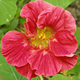 Цветок Настурция низкорослая Розовая вишня (1 гр.)
