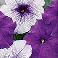 Цветок Петуния грандифлора Призм Рандеву (20 шт.)
