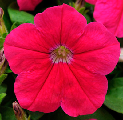 Цветок Петуния крупноцветковая Танго Ярко-розовая (15 шт.)