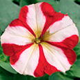 Цветок Петуния Танго Красная с белой звездой (15 шт.)