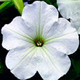 Цветок Петуния крупноцветковая Танго Белая (15 шт.)