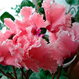 Цветок Цикламен махровый Восторг розовый (3 шт.)