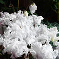Цветок Цикламен махровый Восторг белый (3 шт.)