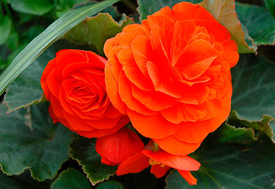 Цветок Бегония клубневая Нон-стоп оранжевая F1 (4 шт.)