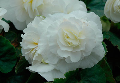 Цветок Бегония клубневая Нон-стоп белая F1 (4 шт.)