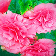 Цветок Бегония клубневая Фортуна Роуз F1 (4 шт.)