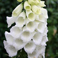 Цветок Наперстянка Карлик белый (0,05 гр.)