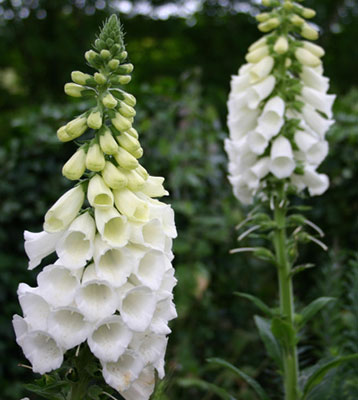 Цветок Наперстянка Карлик белый (0,05 гр.)