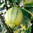 Цитрус Лимон Вариегата (плоды полосатые)