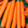 Дражированные семена - Морковь Нанте (300 шт.)