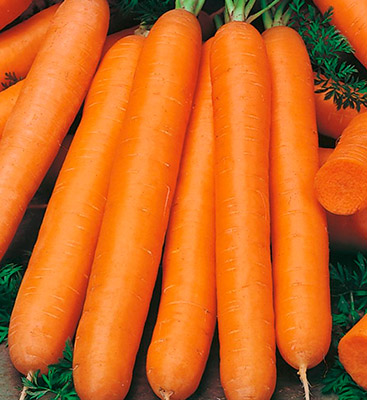 Дражированные семена - Морковь Нанте (300 шт.)