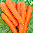 Дражированные семена - Морковь Ромоса (300 шт.)