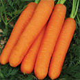 Дражированные семена - Морковь Фараон (300 шт.)