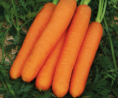 Дражированные семена - Морковь Фараон (300 шт.)