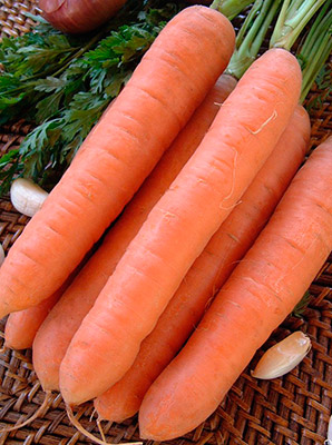 Морковь Нанте (2 гр.)