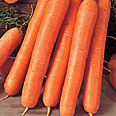 Дражированные семена - Морковь Ройал Форто (300 шт.)