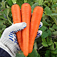 Дражированные семена - Морковь Самсон (300 шт.)