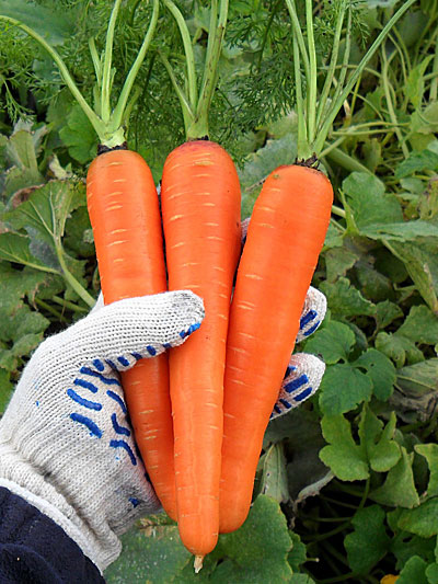Дражированные семена - Морковь Самсон (300 шт.)