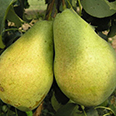 Груша Просто Мария (осенний сорт)