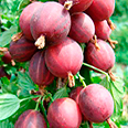 Крыжовник Раволт (среднеспелый сорт)