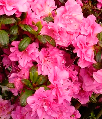 Азалия японская Петтикоут (цветки ярко-розовые, махровые)