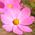 Цветок Космея Фламинго (0,5 гр.)