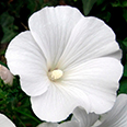 Цветок Лаватера Невеста белая (0,3 гр.)