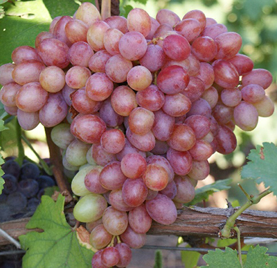 Виноград Танюша: описание сорта, особенности выращивания, фото и отзывы | Наш сайт