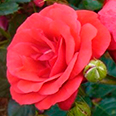 Роза Стромболи (флорибунда)