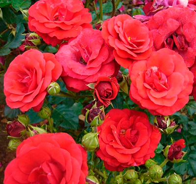 Роза Стромболи (флорибунда)
