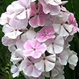 Флокс метельчатый Зефир (в упаковке 1 шт.)