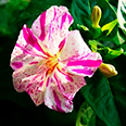 Цветок Мирабилис Фантазер Бело-розовый (0,5 гр.)